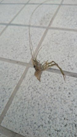 息子とテナガエビ釣り