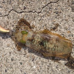 強風の中のエギング