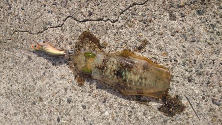 強風の中のエギング