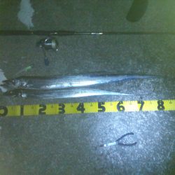 太刀魚ドラゴンへの道