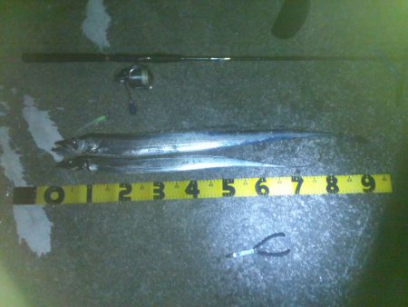 太刀魚ドラゴンへの道