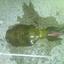 トンカツサイズ