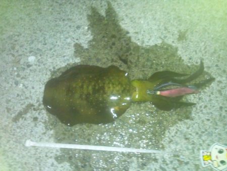 トンカツサイズ