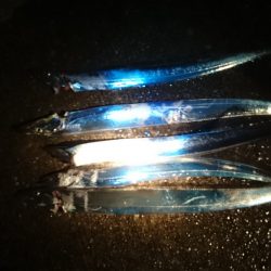 ショアジギでタチじゃなくてトラが！！！？？？