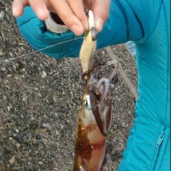 朝マズメラッシュ！！