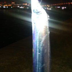 深夜太刀魚