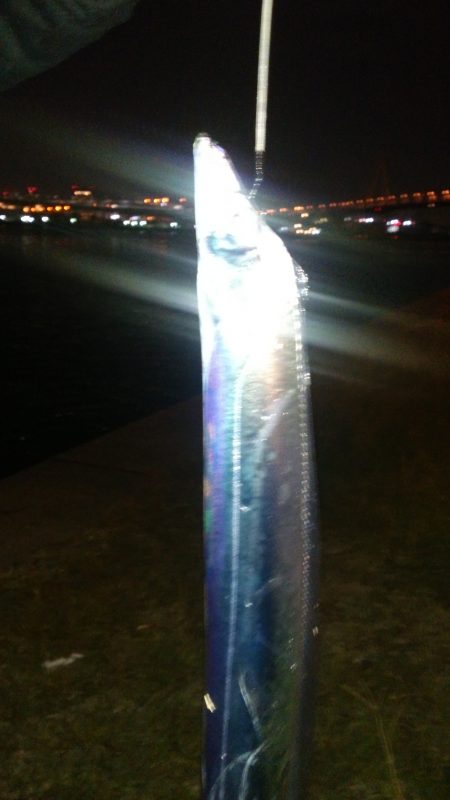 深夜太刀魚