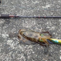 エギングを満喫