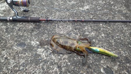 エギングを満喫