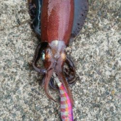 船から陸に移動してエギング