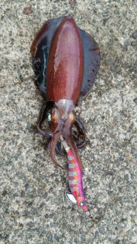 船から陸に移動してエギング