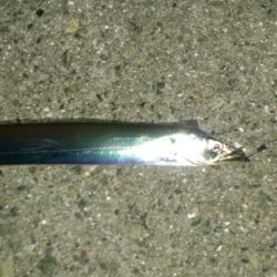 ワインド太刀魚