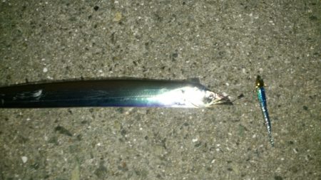 ワインド太刀魚