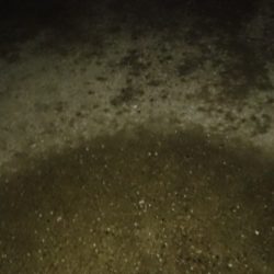 釣れるかどうか