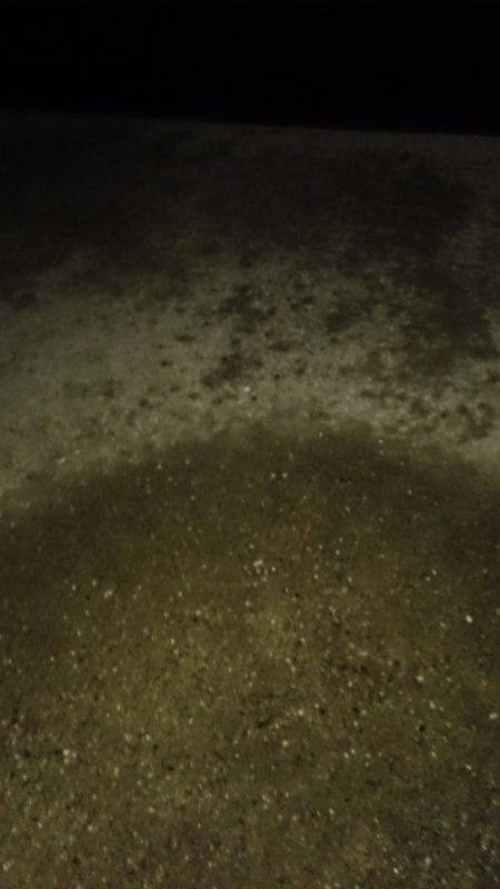 釣れるかどうか