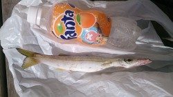 久しぶりの浮き釣り