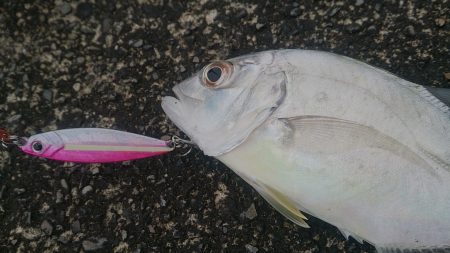 出てこい俺の友達！E.S.O