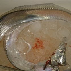 タチウオ群れを探して