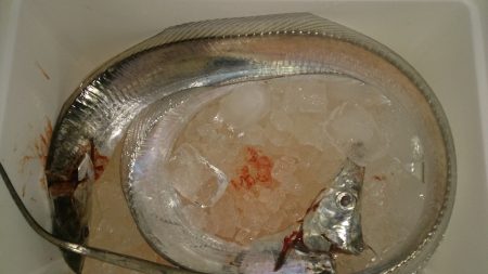 タチウオ群れを探して