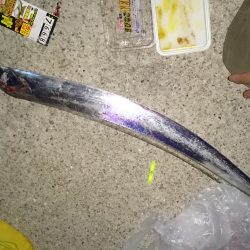 ２年ぶりのタチウオ釣行