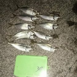 アジングは楽しいのだ