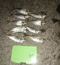 アジングは楽しいのだ