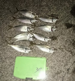 アジングは楽しいのだ