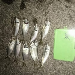 アジングは楽しいのだ