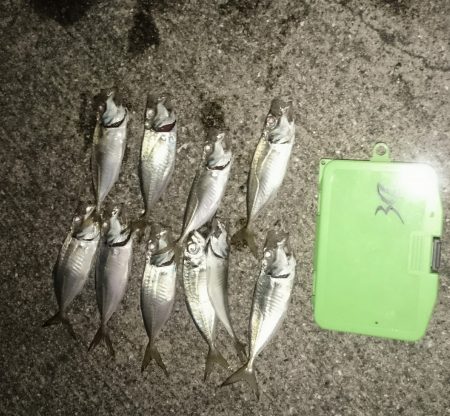 アジングは楽しいのだ