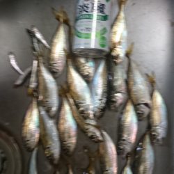 夜のサビキ釣り
