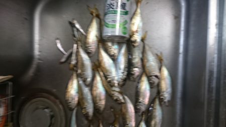 夜のサビキ釣り