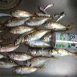 夜のサビキ釣り