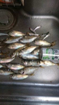 夜のサビキ釣り