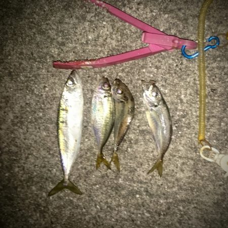 アジのご機嫌はいかがですか