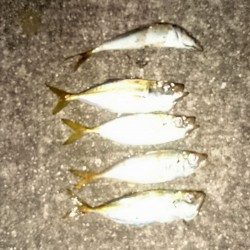 仕事後のアジ調査