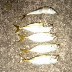 仕事後のアジ調査