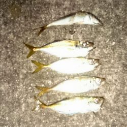 仕事後のアジ調査