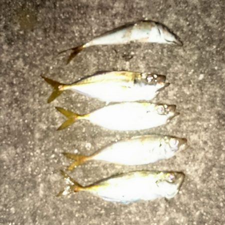 仕事後のアジ調査