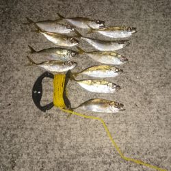 仕事帰りのアジ調査