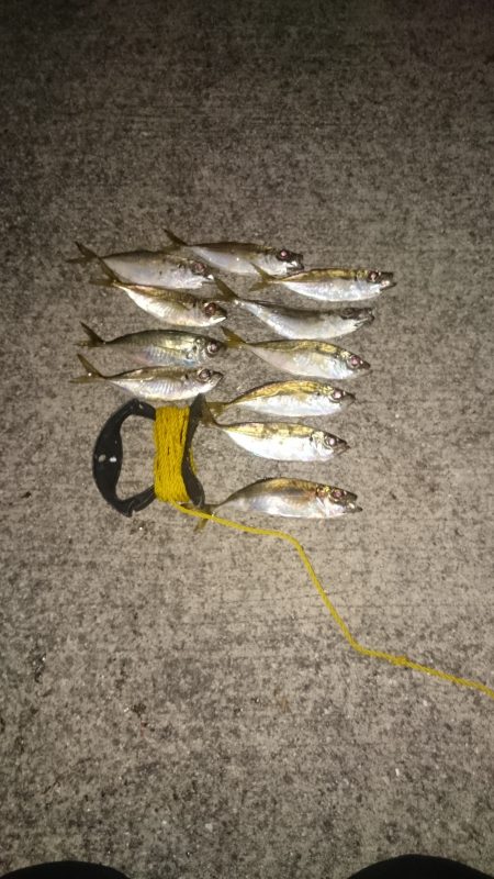 仕事帰りのアジ調査