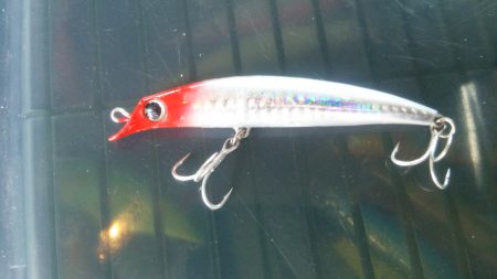 サヨリを食べて