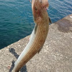 シーバスタックルで…