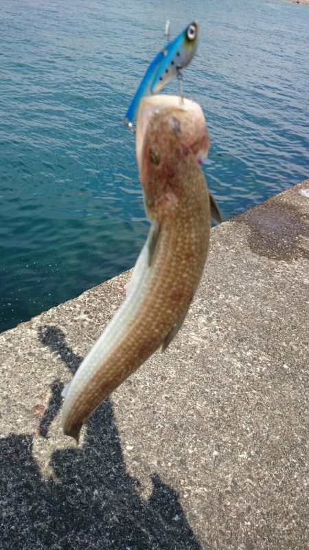 シーバスタックルで…