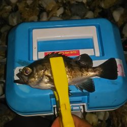 サーフアジング