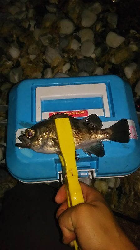 サーフアジング