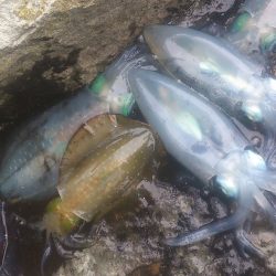 朝マズメ～夕マズメ！ロング釣行