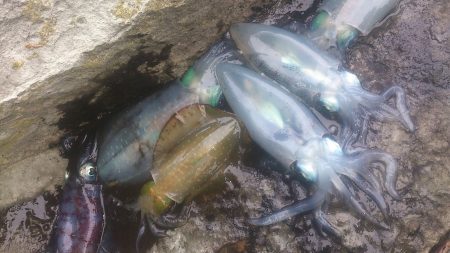 朝マズメ～夕マズメ！ロング釣行