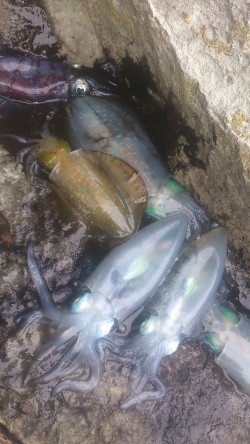 朝マズメ～夕マズメ！ロング釣行