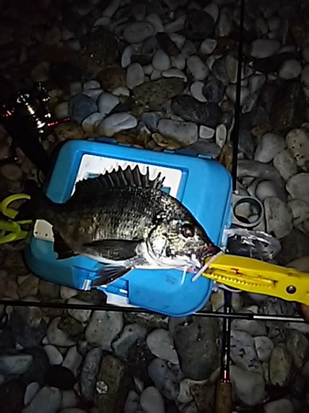 サーフアジング