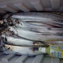 太刀魚好調キープ